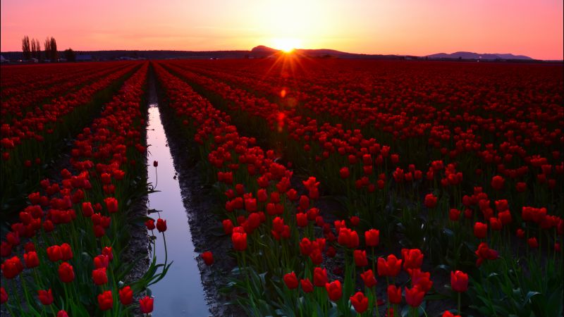 Скагит, 4k, 5k, 8k, Вашингтон, США, долина тюльпанов, туризм, путешествие, цветы, закат (horizontal)