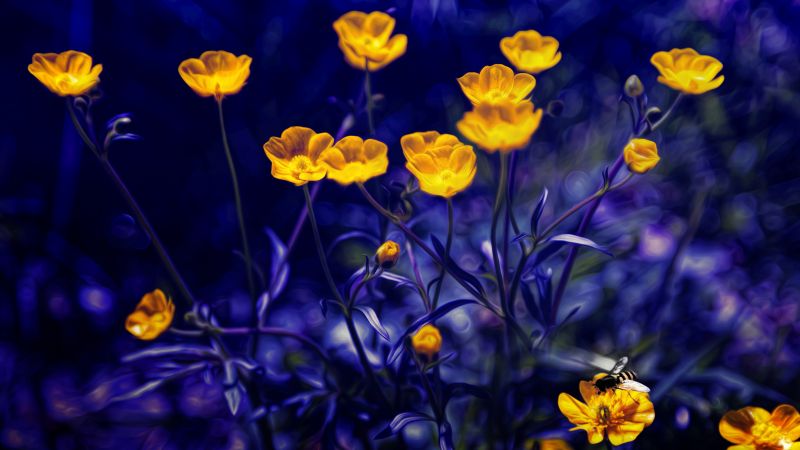 лютики, 4k, 5k, цветы, желтый, фиолетовый (horizontal)