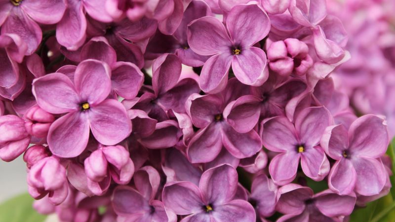 Сирень, 4k, 5k, цветы, фиолетовый, макро (horizontal)