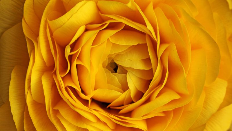роза, 4k, 5k, цветы, желтый, макро (horizontal)