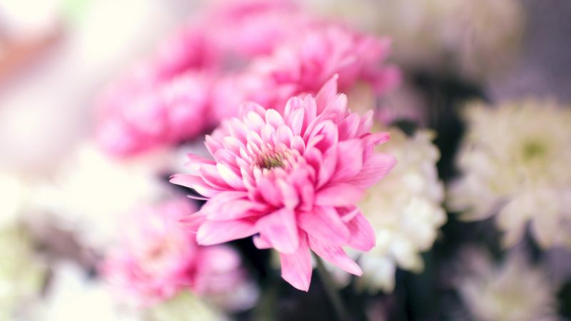 Цветы. 5k, 4k, 8k, лепестки, розовый, цветение (horizontal)