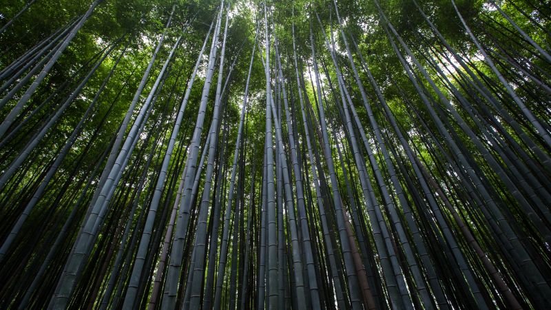 Лес, 4k, 5k, 8k, деревья, зеленый, бамбук (horizontal)