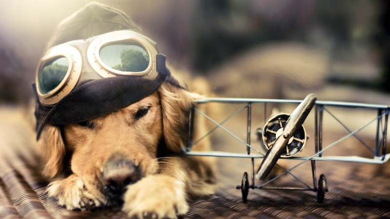 щенок, Собака, самолет, очки, животное (horizontal)