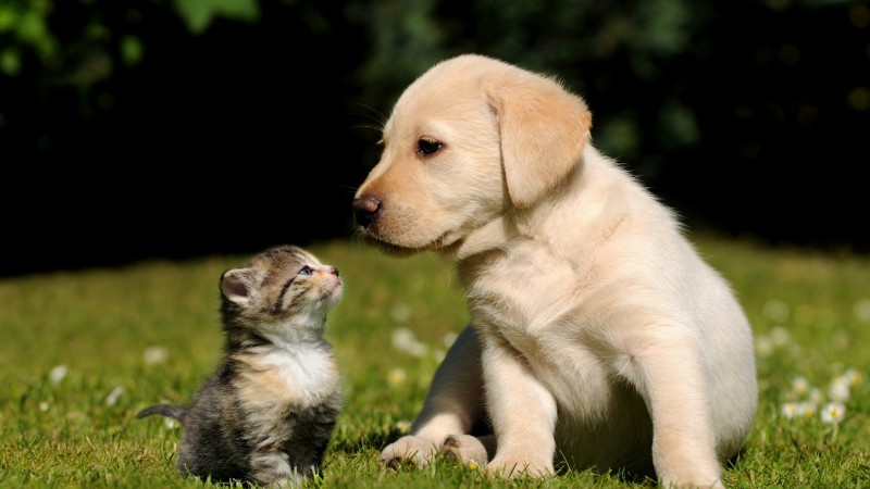 друзья, кошка, собака, щенок. котенок, зеленая, трава, солнечный день, мило, питомцы (horizontal)