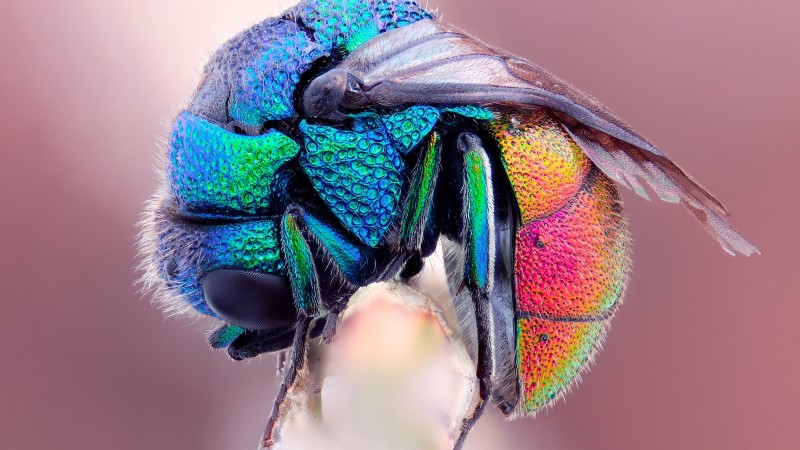 муха, цветная, крылья, розовый, насекомое (horizontal)