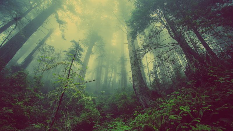 лес, 4k, 5k, зеленый, туман, деревья (horizontal)