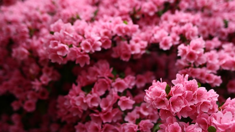 Цветы, 5k, 4k, розовый, весна (horizontal)