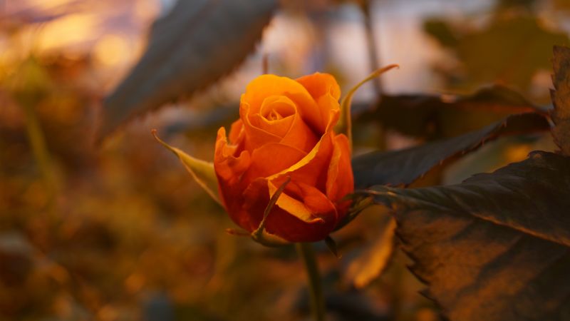 Роза, 5k, 4k, цветы, желтый (horizontal)
