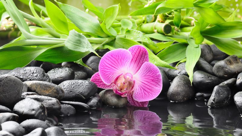 Орхидея, 5k, 4k, 8k, пруд (horizontal)