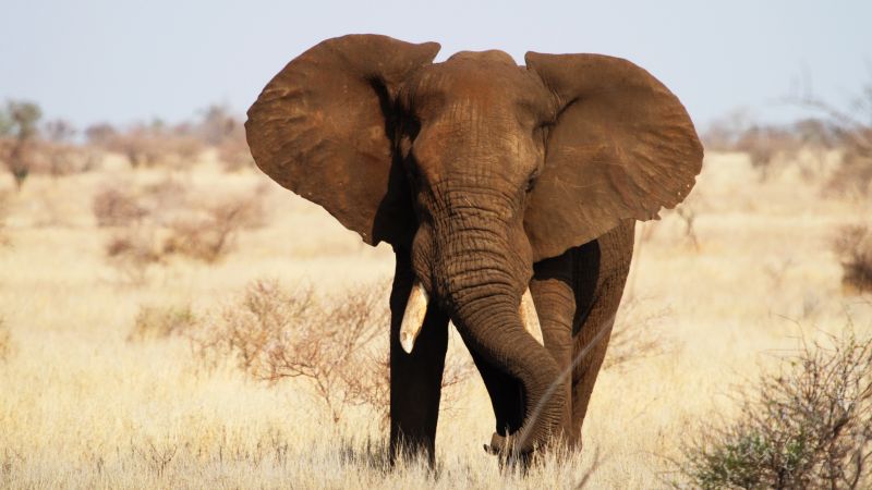 Слон, Национальный парк Крюгера, Африка (horizontal)