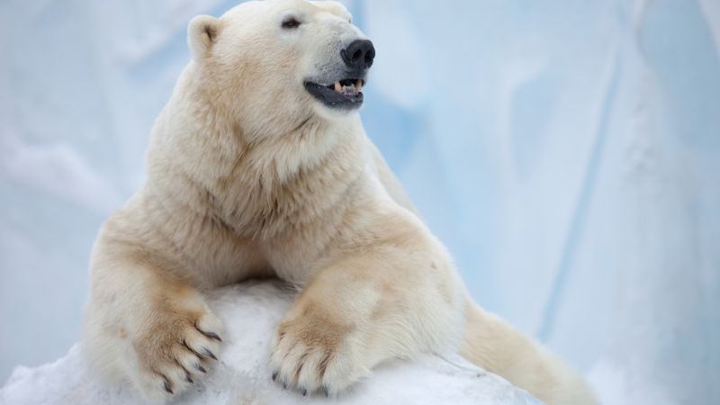 Белый медведь, Антарктида, медведь (horizontal)