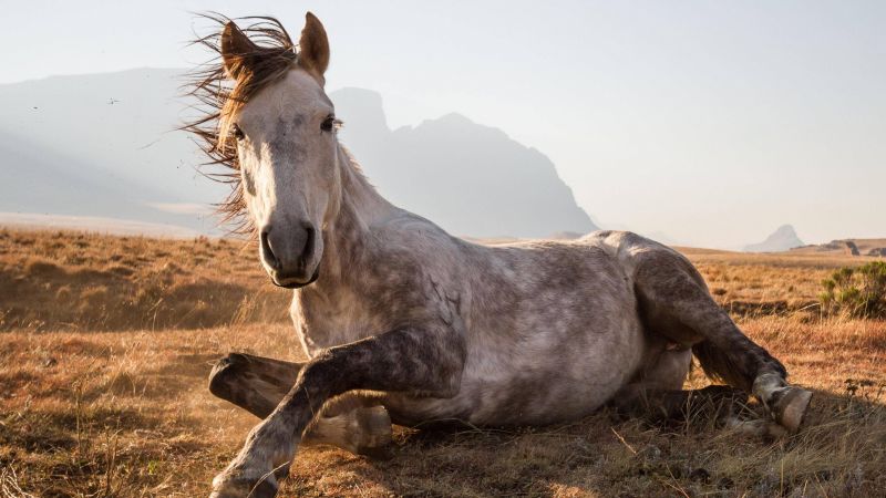 Лошадь, Сехлабатебе, Лесото, национальный парк, конь (horizontal)