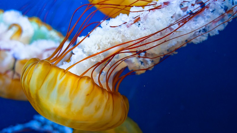 Японская медуза, 4k, 5k, медуза, море, Атлантический, Тихий океан, вода, желтая (horizontal)