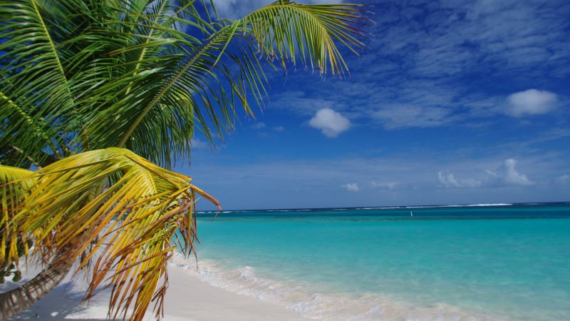 Пляж Фламенко, Кулебра, Пуэрто-Рико, пальмы, лучшие пляжи 2016, Travellers Choice Awards 2016 (horizontal)