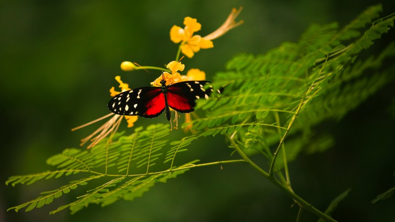 красивая бабочка, красные крылья, зеленый фон, дикая природа, желтые цветы (horizontal)