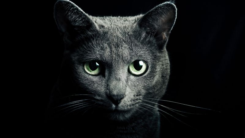 кошка, кот, котенок, газа, мило, милый, черный (horizontal)