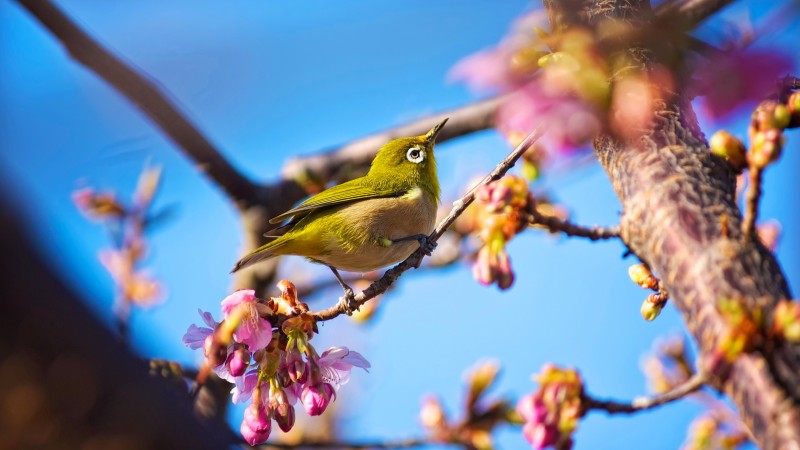 японская птичка, птица, белый глаз, природа, цветы, сакура, весна, голубое небо (horizontal)