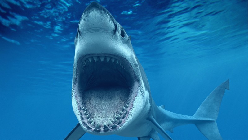 Белая акула, 4k, HD, Карибы, Аруба, дайвинг, туризм, акулы, челюсти, челюсть, подводная, под водой, голубая вода (horizontal)