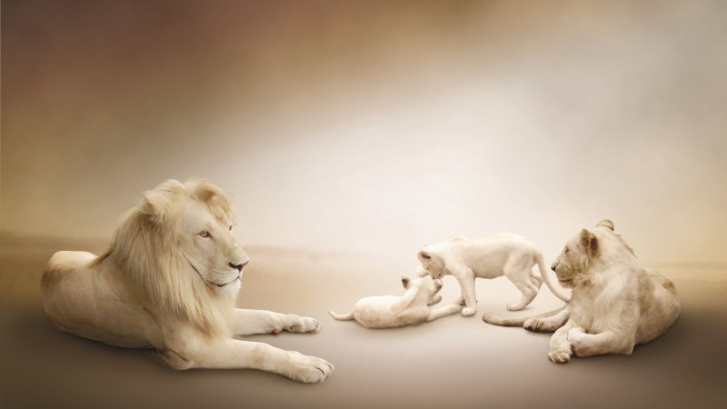 белый лев, белый фон, семейство львов (horizontal)