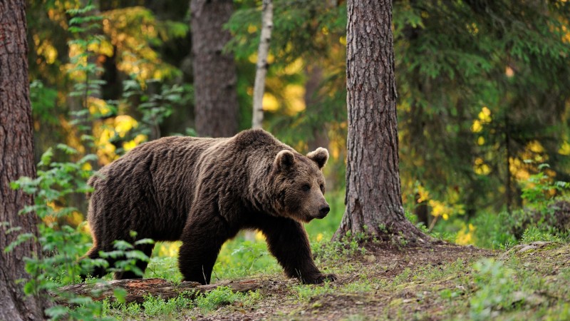 бурая медведица, медведь, поступь, шаг, прогулка, лес, деревья, листва, размытость (horizontal)