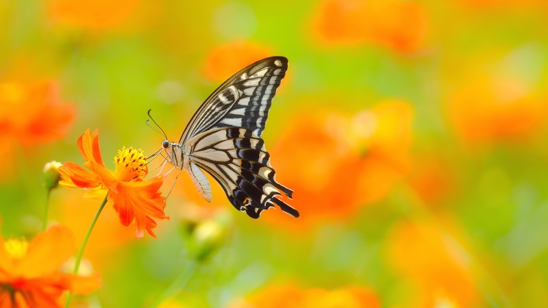 бабочка, 5k, 4k, цветы, цветок, желтый, красочный фон, насекомые (horizontal)