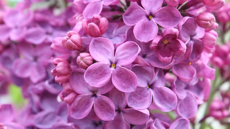 пурпурные, 5k, 4k, 8k, лилии, цветы (horizontal)