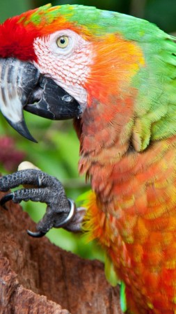 попугай, синий, красный, зеленый, оранжевый (vertical)