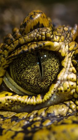 глаз крокодила, глаза диких животных, рептилии (vertical)
