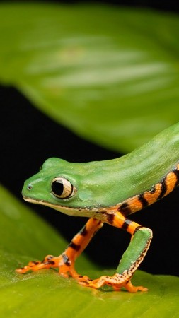длинная лягушка, зеленый (vertical)