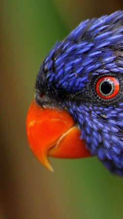 радужный попугай, экзотические птицы (vertical)