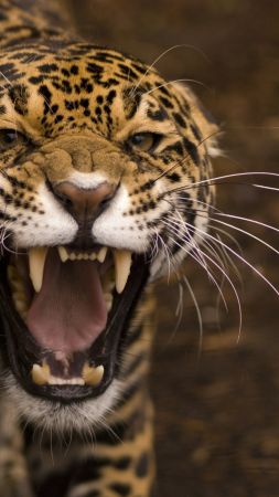 ягуар, дикая кошка, лицо, зубы, ярость, гнев, рык (vertical)