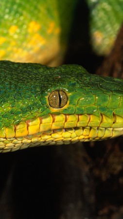 Питон, зеленый, Сингапур, змеи, глаза (vertical)