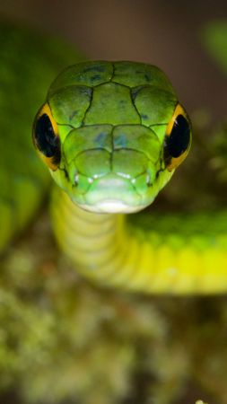 Змея, зеленый, глаза (vertical)