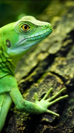 ящерица, зеленая, глаз, рептилии (vertical)