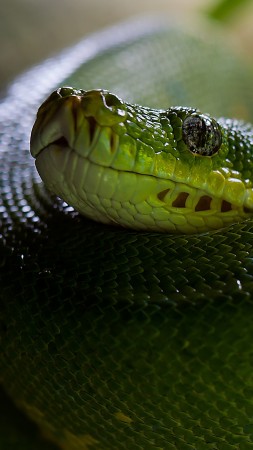 Питон, Змея, зеленый, глаза, голова (vertical)