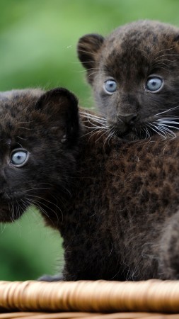 пантера, детеныш, кошки, котята, черная кошка, мех, голубые глаза, природа (vertical)