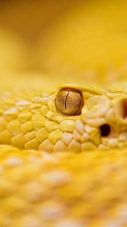 Змея, 4k, HD, альбинос, гремучая змея, желтые, желтый, глаза, рептилия (vertical)