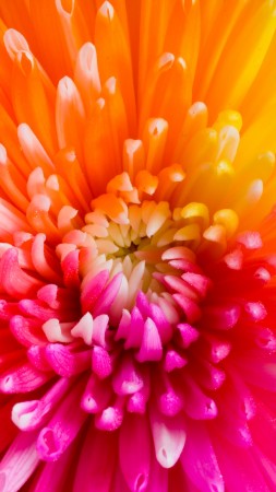 разноцветные цветы, 4k, HD, цветы (vertical)