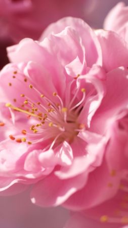 сакура, 4k, HD, розовый, весна, цветок (vertical)
