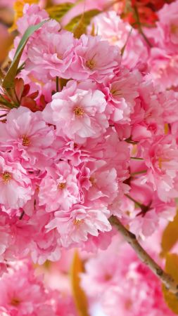 сакура, 4k, HD, розовый, весна, цветы (vertical)