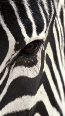 Зебра, черное и белое, глаз (vertical)