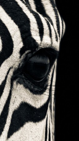 зебра, глаз, черно белые (vertical)