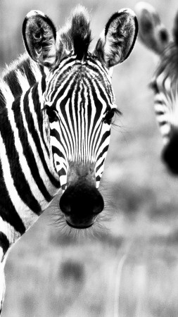 Зебра, черное и белое, пара, милые животные (vertical)