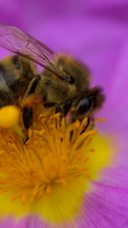 пчела, фиолетовый, цветок, желтый, насекомые (vertical)