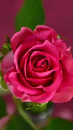 роза, 4k, HD, розовый, весна, цветок (vertical)