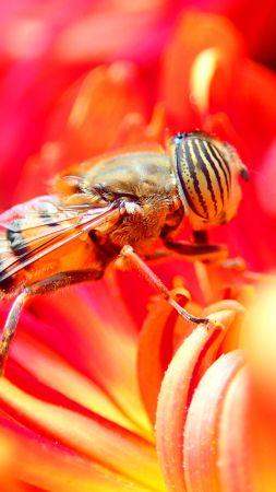 пчела, цветок, красный, насекомые (vertical)