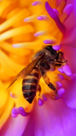 пчела, 4k, HD, цветок, красный, насекомые (vertical)