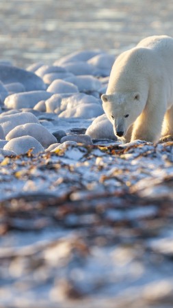 медведь, полярный медведь, канада, берег, побережье, белый медведь, море, океан, вода, прогулка, солнечный день (vertical)