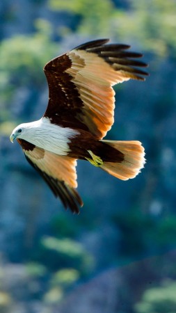 орел, полет, размах крыльев, крылья, взгляд, природа, животное (vertical)