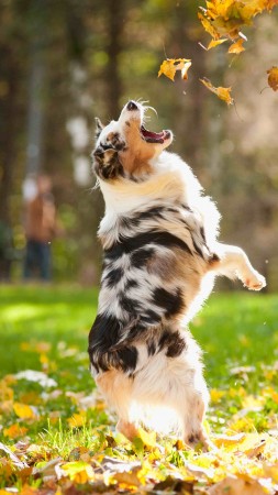 собака, пес, собачка, щенок, прыгает, листья, осень, питомец, зеленая трава, парк (vertical)